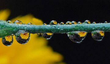Magnified image of dew on a dandelion stem
