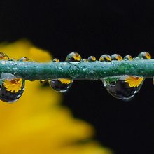Magnified image of dew on a dandelion stem